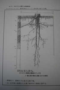 クロマツの根　深根性、3mにもなる「直根」が大きな特徴。