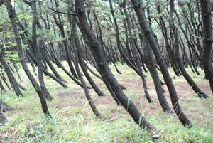 風の松原でもクロマツ純林を維持するゾーンでは、住民も参加して落ち葉掻き・落枝拾いがされている。（2011年）