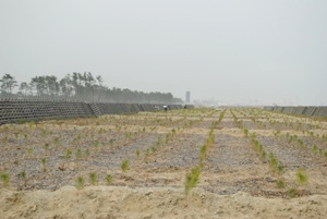 仙台市は北部より南部に植栽工が進んでいる。 蒲生地区の公共工事植栽直 後（2015年5月） 