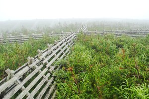 日本一の強風地帯と言われる襟裳岬の最強風地点でも、植栽5年後には１．６mの防風垣を超える個体も多数。