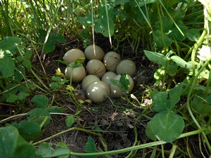 草刈りの時にボランティアの方が見つけたカモの卵。クロマツの根元で。（2016年6月18日） 
