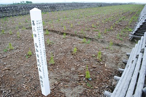 ここは草が出ていません。一番手前のマツは村井知事や佐々木市長の植栽です。