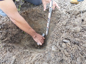 地下部30cmの位置で土壌硬度を測る