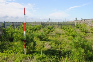 2014年植栽地（国有林）平均サイズ70cm。紅白は各20cmです