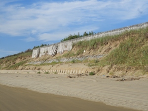 誤解かもしれないが、かつて砂丘上に植えたマツを守るための防風垣は、一度は砂に埋もれる時代があったが、いまは波浪で削られて露出したのか？