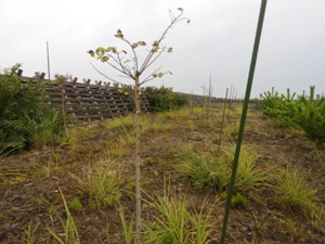 2016年植栽エノキ（国有林）ケヤキ・コナラ・ヤマザクラと並んで強いと思われたが、苦しい状況が続く。 