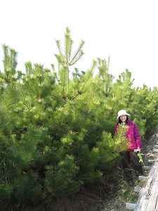 2014年に植えた松は私の背丈の2倍以上