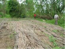 研修センターOBがニガウリやキュウリの栽培に取り組んでいたが、収穫を目前にサイクロンで大きな被害を受けた（エヤワディ管区マウービンタウンシップ）