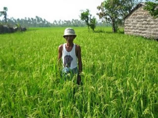 「オイスカ米」を試験栽培した篤農家の田んぼにて。稲は順調に出穂して見事に育っている。