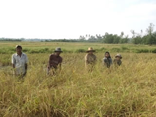 黄金色に育った稲を刈り取る農民の様子。サイクロン被害の直後から力を合わせて取り組んだ農民の努力が実った瞬間。