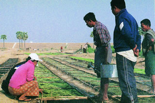 ダポック苗床を前に農民に助言するセンターのスタッフ（左） 
