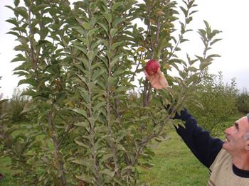 接木されたリンゴは昔の日本の品種。同国の環境に適していることから選ばれた