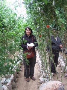 温室内のバッグトマト栽培を視察
