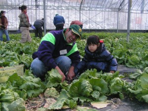 研修生と一緒に野菜の収穫体験。交流だけではなく農作業も参加者にとって貴重な体験になった