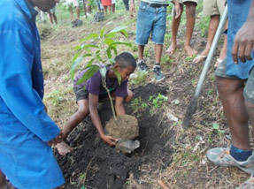 研修生と小学生が力を合わせて大きなマンゴーの苗木を植林