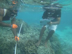 サンゴ礁のモニタリング