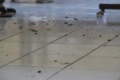 ハエの死骸やゴミが散乱している教室