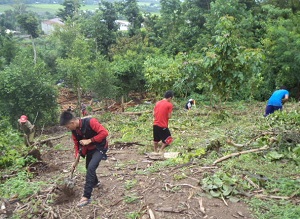 被災した植林地を整備。台風により倒された木は地元住民の家屋再建に活用された