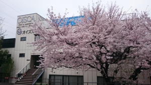 オイスカの事務所前の桜も満開です。