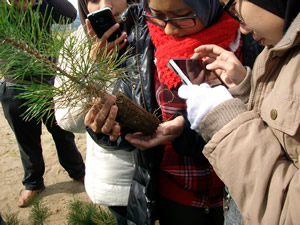 クロマツの苗を手に取り、根に寄生する菌根菌を熱心に観察する学生たち