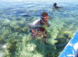 青い海に棲むサンゴの保全活動