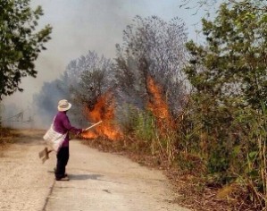 焼畑の飛び火が植林地に移り大きな山火事につながることも