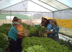 簡易水耕栽培の収穫を喜ぶ取り組みへの 参加者。右から3番目はメキシコでのオイ スカ活動の一端を担う研修生OGフディス （ジュディ）・フローレス氏
