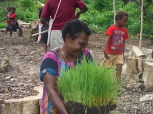 プロジェクトで進められる稲作に参加し、陸稲の苗を運ぶ女性