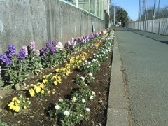 かわいい草花　左から、 ストック、ビオラ、ノースポール 