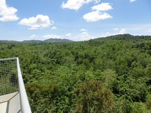 見張りタワーから臨む、生まれ変わっ た持続可能な森（パナイ島アホイ町）