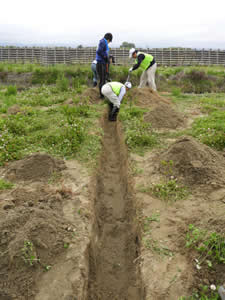 植栽されたクロマツの間に30㎝ほどの深さの溝を掘ることで排水が改善され、根腐れを防ぐ