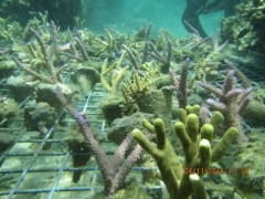 多くの人によってサンゴ礁は守られているのですね