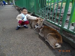 奈良公園ではシカにえさもあげました
