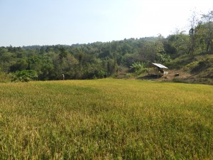 周囲の村とは違い、1997年の「子供の森」計画開始以降、50haの森林を複層林 化・保育したこの村だけは、手の字型の大きな谷戸田で年2回稲作ができる。 （フィリピン北部指折りの貧困地域のアブラ州山岳民族のビラビラ村） 