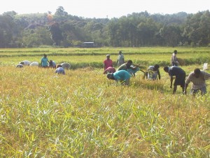 逞しく実った稲を収穫する現地の人々