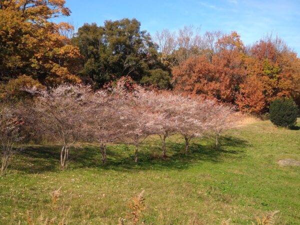 四季桜。背景の紅葉とのマッチングが素晴らしいです