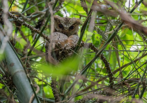 Philippine Scops Owl_Bob Natural-MBCFI