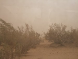 砂嵐に耐えるソウソウ