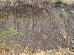 第1研修センター西の土獏地帯で見つけた地層の露出箇所。表土はほぼないと言ってよい。