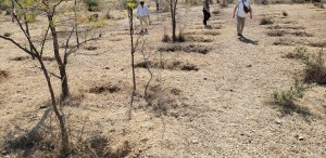 2011-15年、WFPと協働のコミュニティーフォレスト。ため池上部の干害防備＆水源涵養林的に植栽したが、獣害対策が甘かったらしい